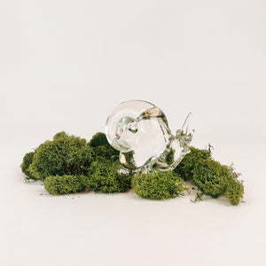 Large Glass Snail